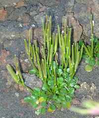Cardamine bellidifolia