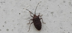 Urochela quadrinotata