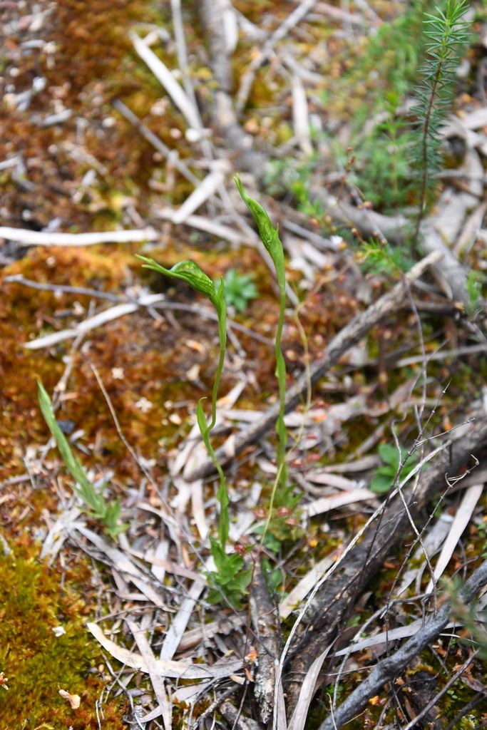Pterostylis saxosa