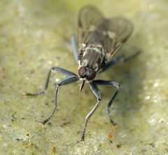 Thinempis otakouensis