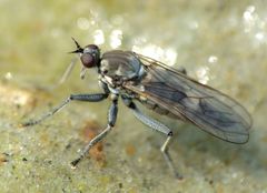Thinempis otakouensis