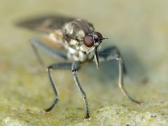 Thinempis otakouensis