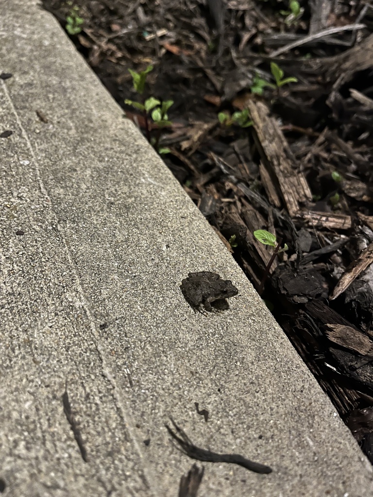 Cricket and Chorus Frogs from Commons Walk Cir, Cary, NC, US on ...