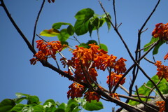 Firmiana malayana, photograph (c) Cheongweei Gan, some rights reserved (CC BY)