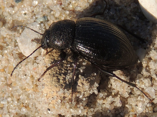 Contracted Darkling Beetle