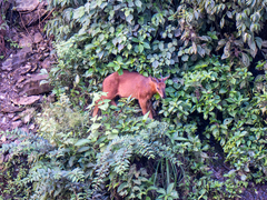 Red Goral photo 3