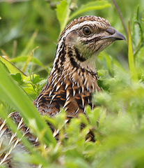 Coturnix coturnix