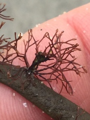 Vertebrata lanosa