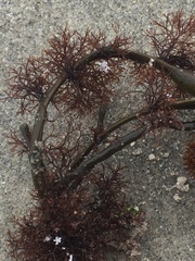 Vertebrata lanosa