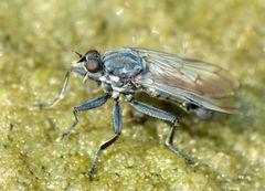 Thinempis otakouensis