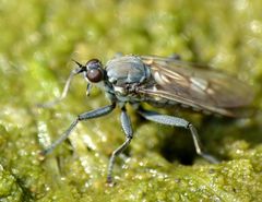 Thinempis otakouensis
