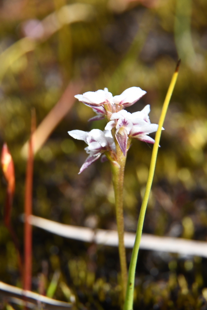 Prasophyllum cucullatum