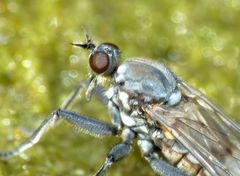 Thinempis otakouensis