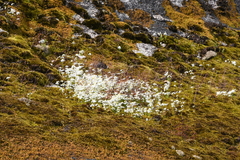 Brachyscome iberidifolia, photograph (c) Em Lamond, some rights reserved (CC BY)