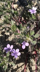 Langloisia setosissima