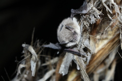 Myotis atacamensis