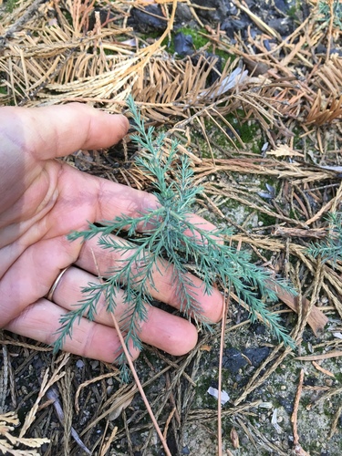 Giant Sequoia seedling