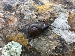 Xerarionta intercisa