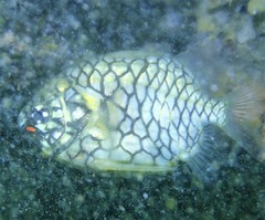 Cleidopus gloriamaris