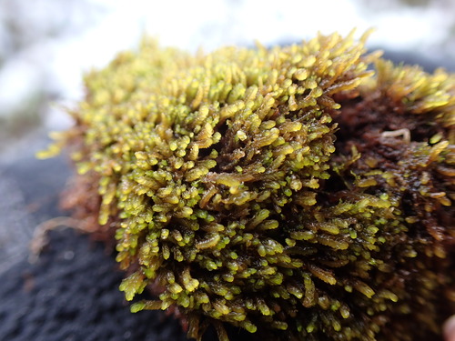 Earth-cup Flapwort (Nardia geoscyphus)