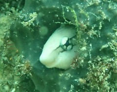 Aspidontus dussumieri