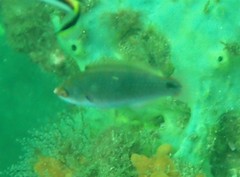 Cirrhilabrus punctatus