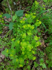 Euphorbia roemeriana