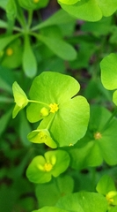 Euphorbia roemeriana