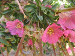 Monsonia patersonii