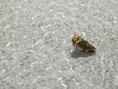 Idioscopus nitidulus