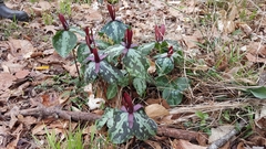Trillium maculatum