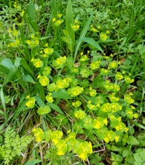 Euphorbia roemeriana