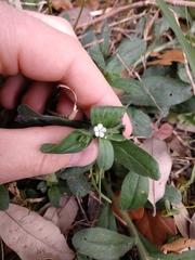 Lithospermum matamorense