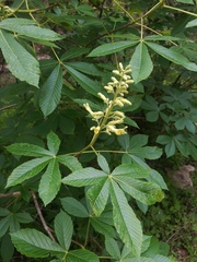Aesculus pavia flavescens
