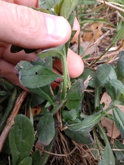 Lithospermum matamorense
