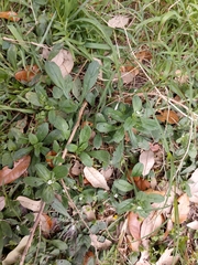 Lithospermum matamorense