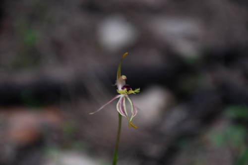 Image of Caladenia plicata by (c) Em Lamond, some rights reserved (CC BY)