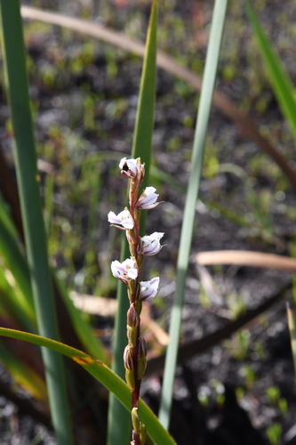 Yawning Leek Orchid (Prasophyllum hians)