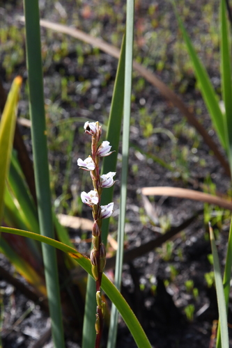 Image of Prasophyllum hians by (c) Em Lamond, some rights reserved (CC BY)
