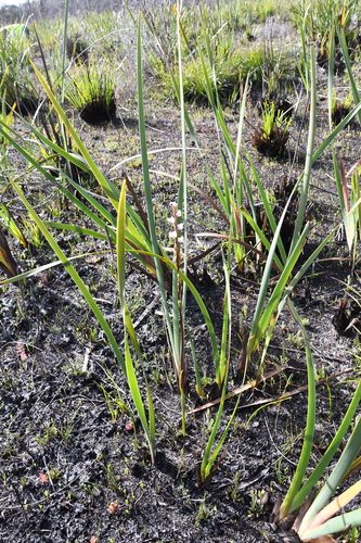 Image of Prasophyllum hians by (c) Em Lamond, some rights reserved (CC BY)