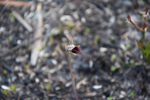 Image of Calochilus uliginosus by (c) Em Lamond, some rights reserved (CC BY)
