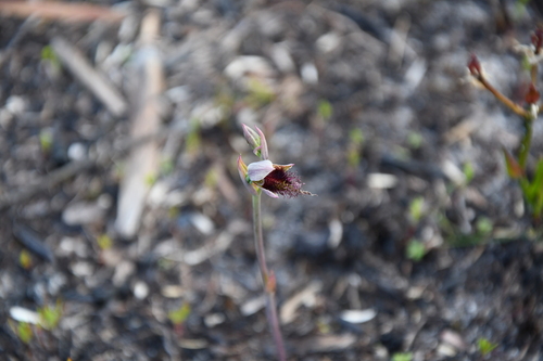 Image of Calochilus uliginosus by (c) Em Lamond, some rights reserved (CC BY)