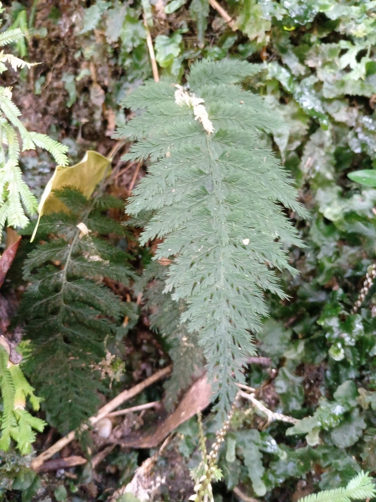 Abrodictyum tamarisciforme (Abrodictyum tamarisciforme)