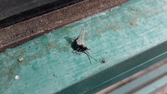 Leptophlebia