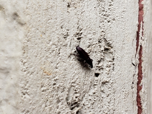 Oxydema fusiforme observed 2019-03-05