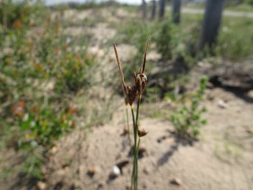Image of Ficinia indica by (c) Thomas Koffel, some rights reserved (CC BY)