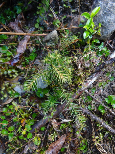 Image of Taiwania cryptomerioides by (c) 呂一起(Lu i-chi), some rights reserved (CC BY)