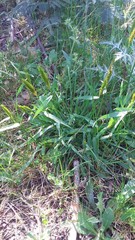 Anthoxanthum odoratum