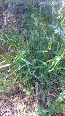 Anthoxanthum odoratum