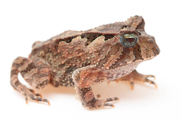 Goias Smooth Horned Frog